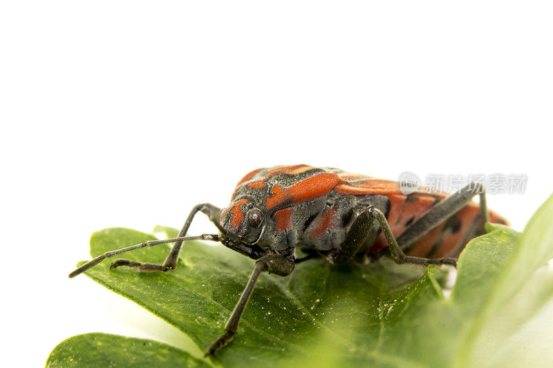 兵虫(Spilostethus pandurus)孤立在白色